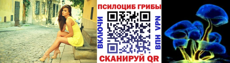 Галлюциногенные грибы Psilocybe  где продают наркотики  Кудрово 